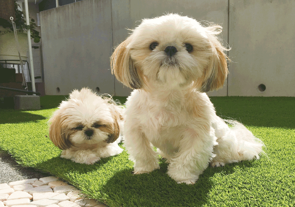 防虫,水捌け,メンテナンス