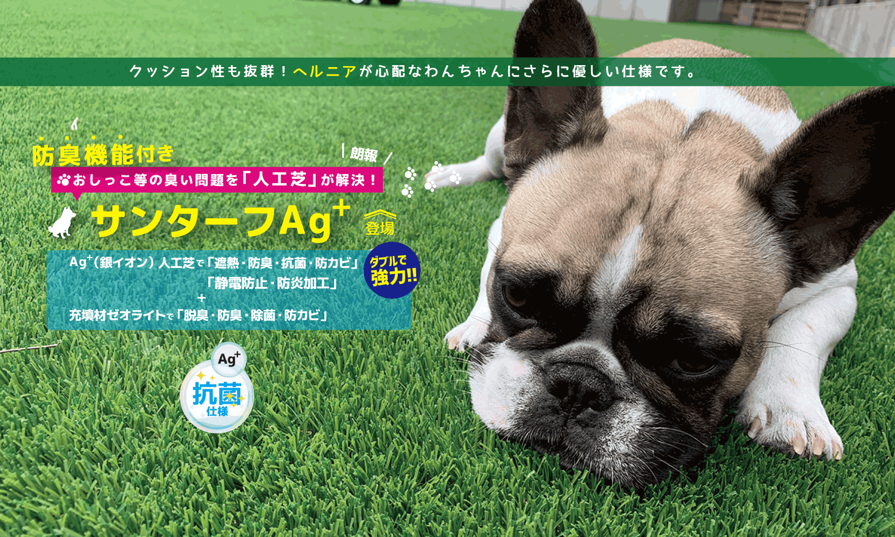 ドッグラン,ケガ,ヘルニア