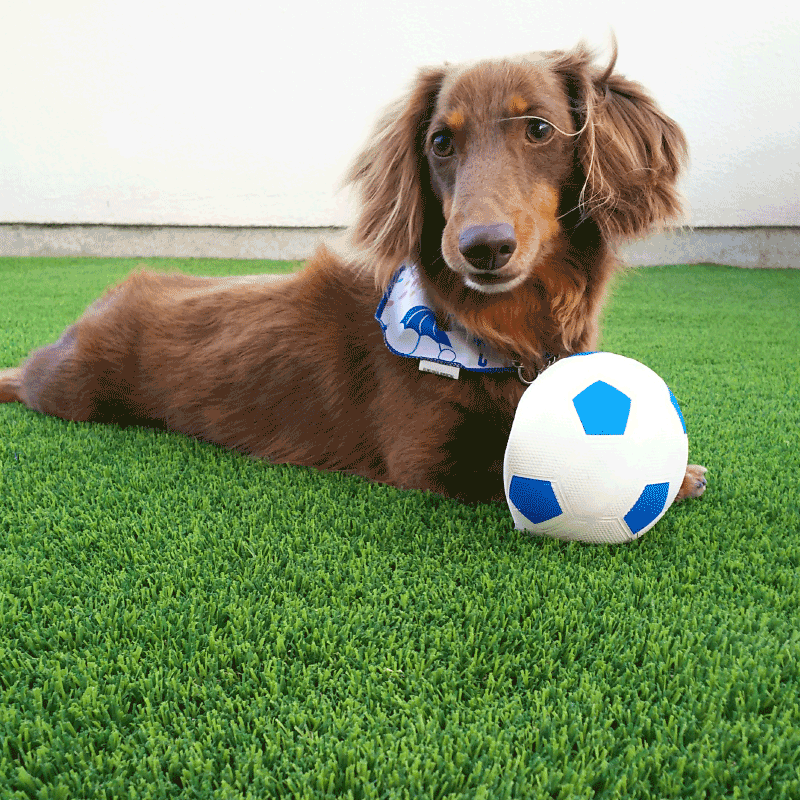 ドッグラン,優しい,清潔