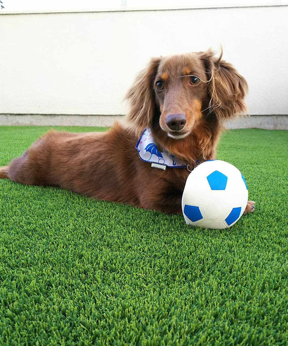 大満足のドッグランシステム