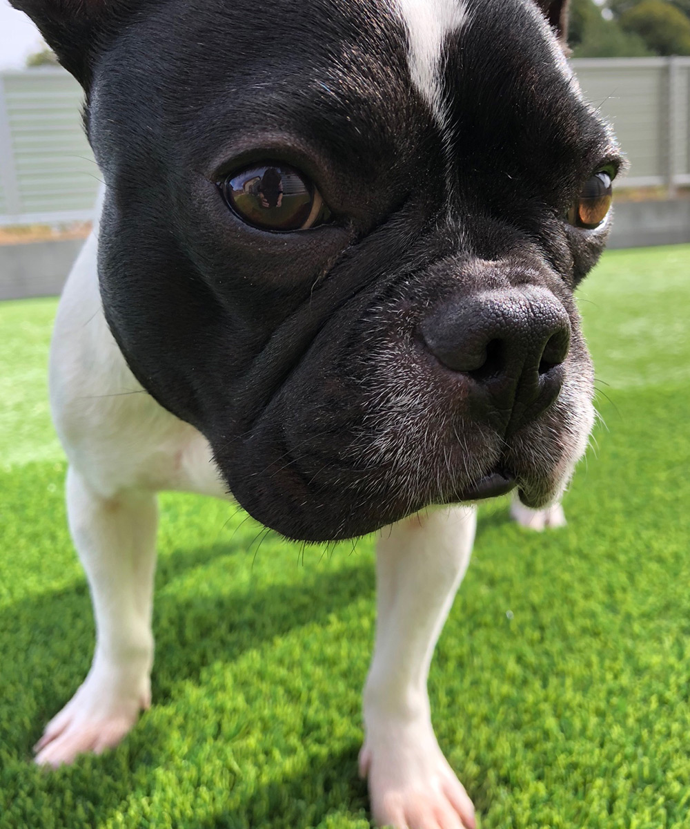 わんちゃんに優しい遮熱効果