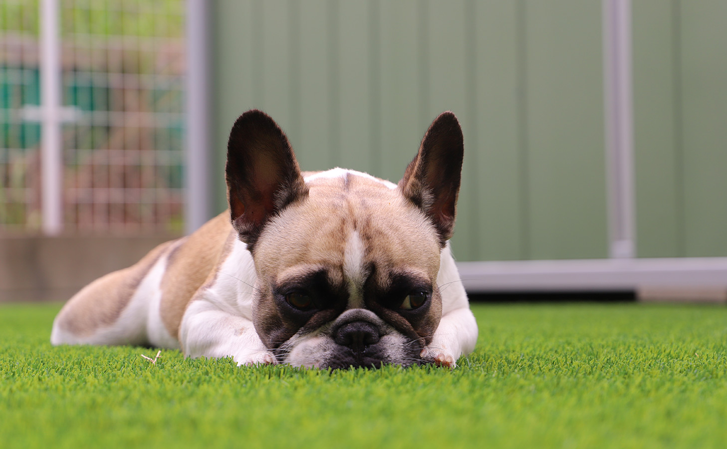 高いクッション性でわんちゃんに優しい