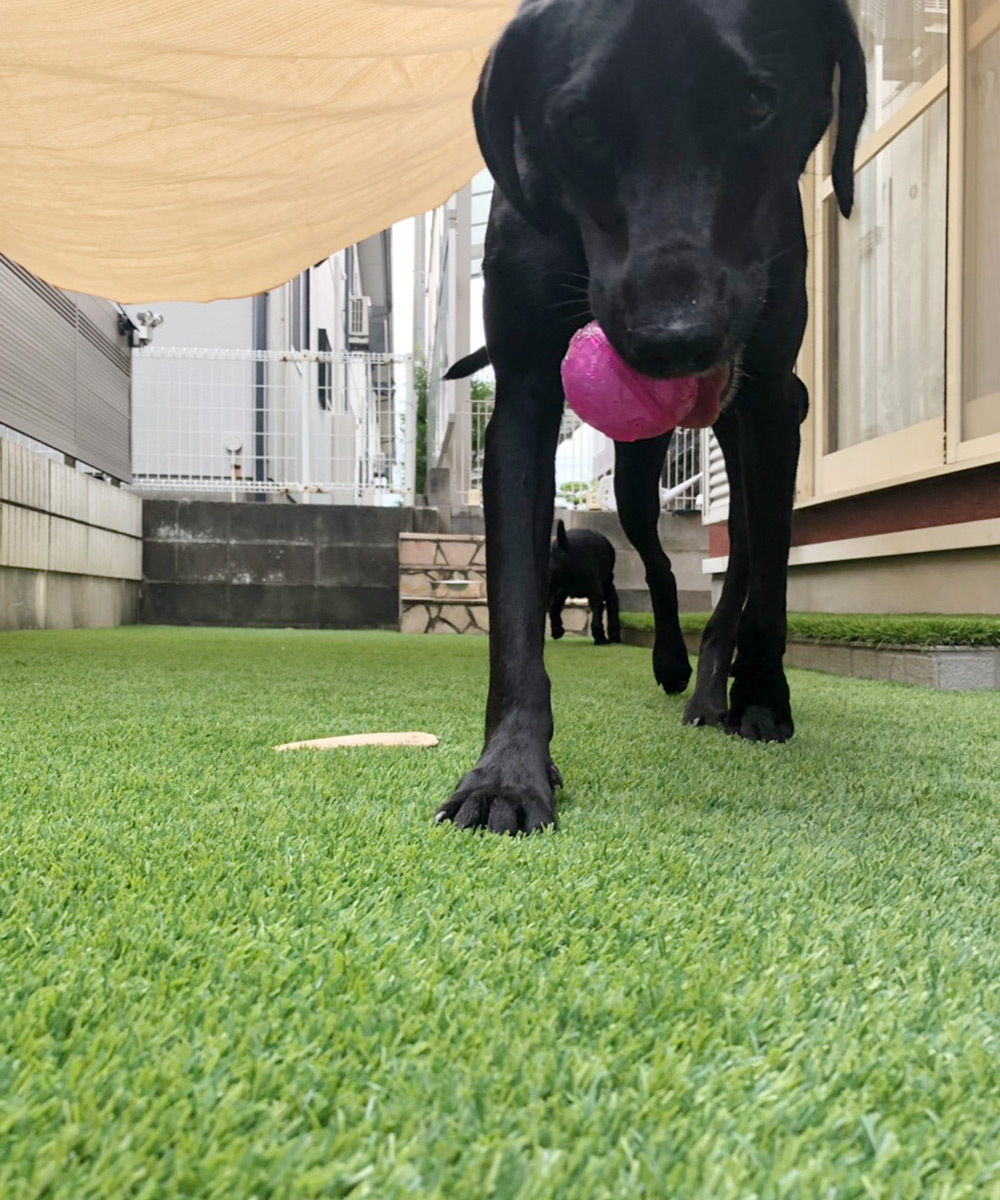 わんちゃんの足腰の負担を軽減